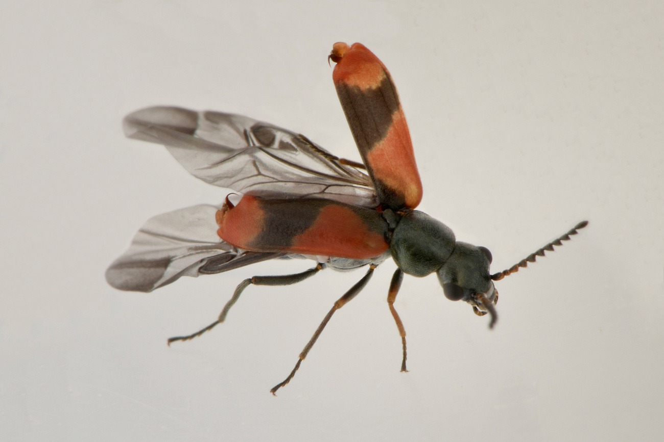 Malachiidae: Anthocomus equestris?  S, maschio